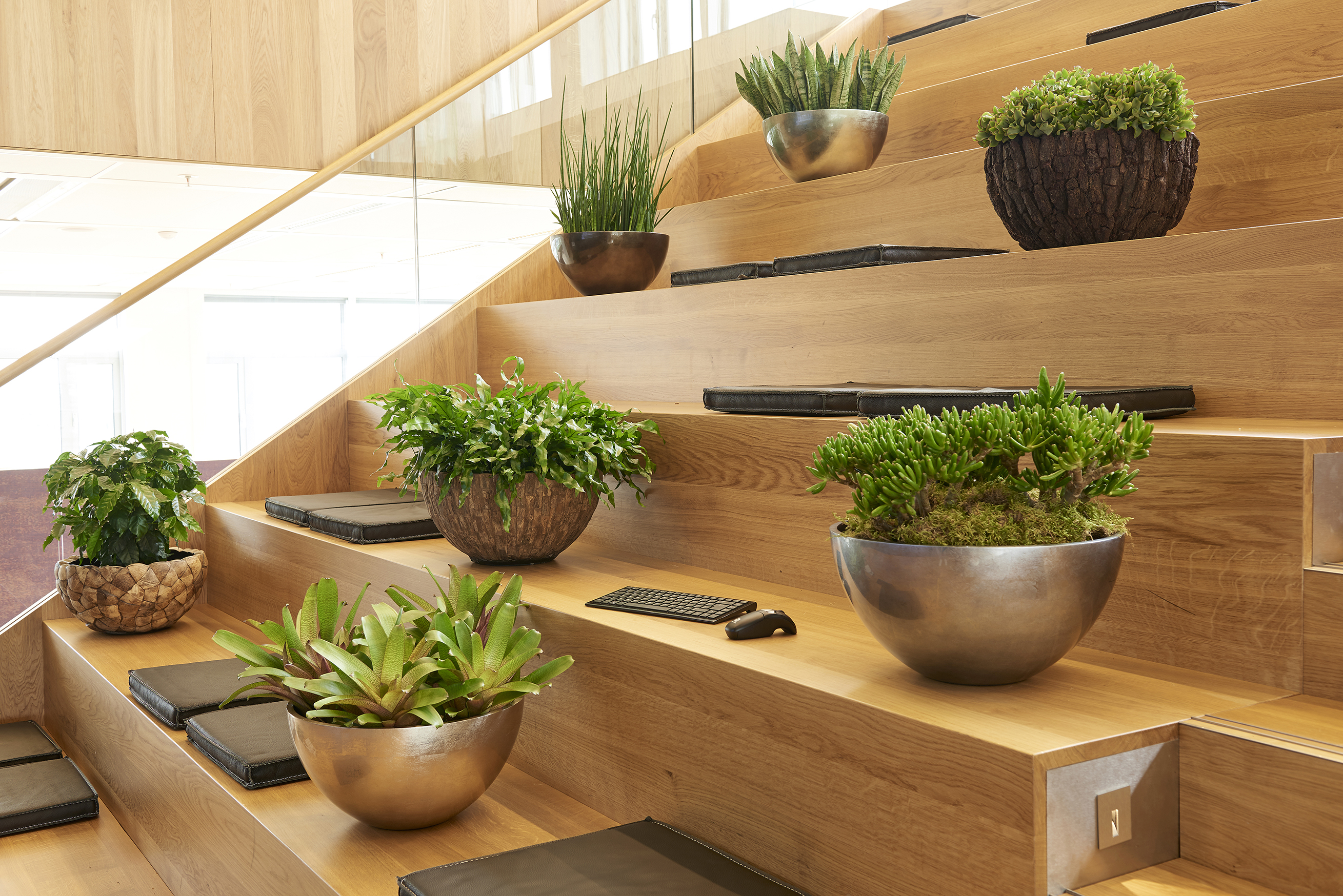 Плант каталог. Растения для офиса. Декоративные растения для офиса. Casale плантс. Indoor.